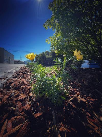 Plant
